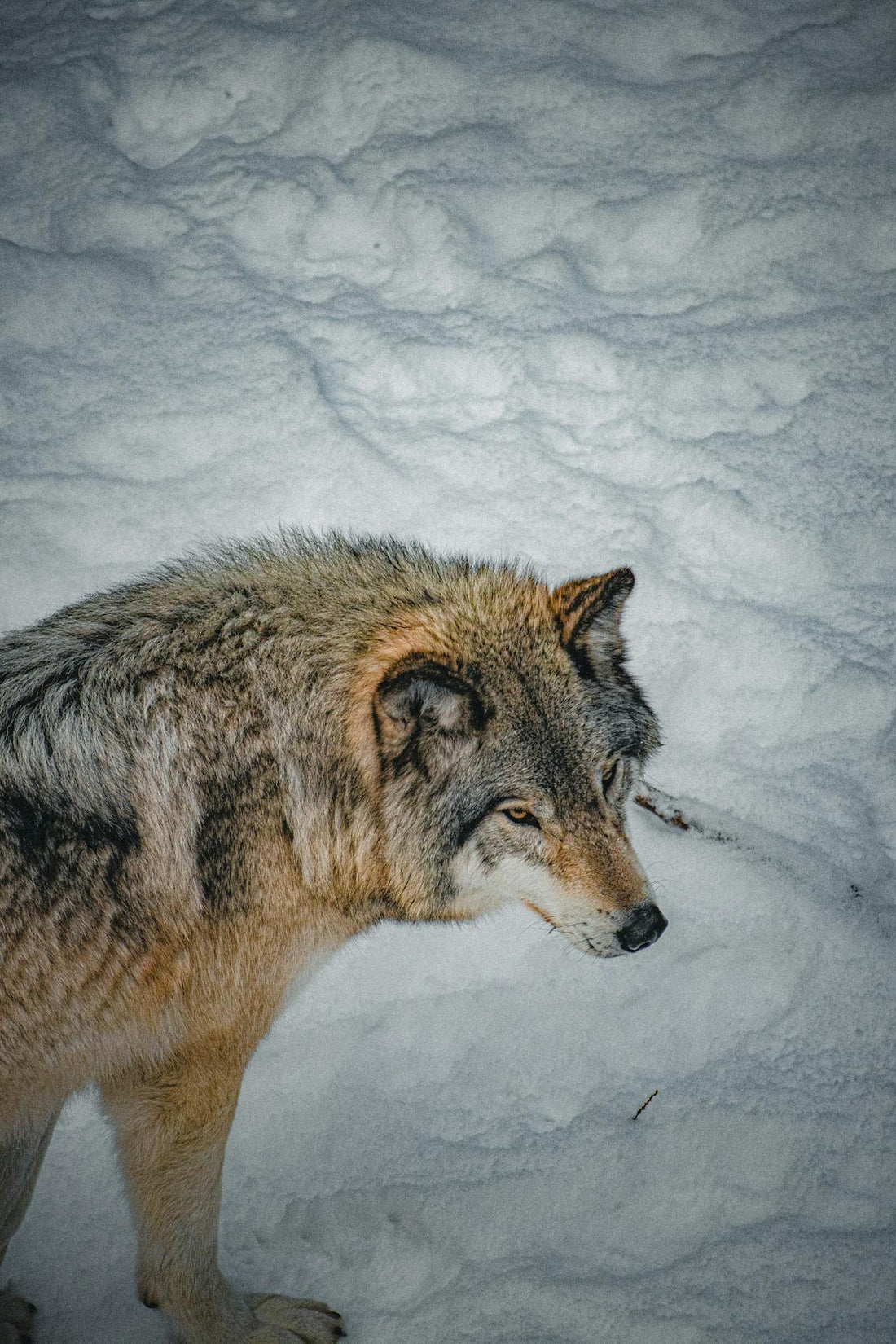 Comment observer des loups dans leur environnement naturel ?